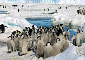 Scientists report mass Antarctic penguin die-off