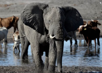 Southern Africa elephant population increases amid concerns over mortality rate