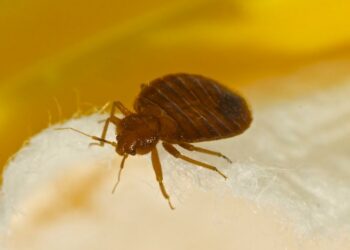 Exploring the resurgence of bedbugs