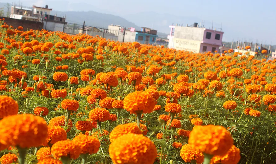 Tihar flower sales reach Rs 240 million, Marking a Rs 20 million dip from last year