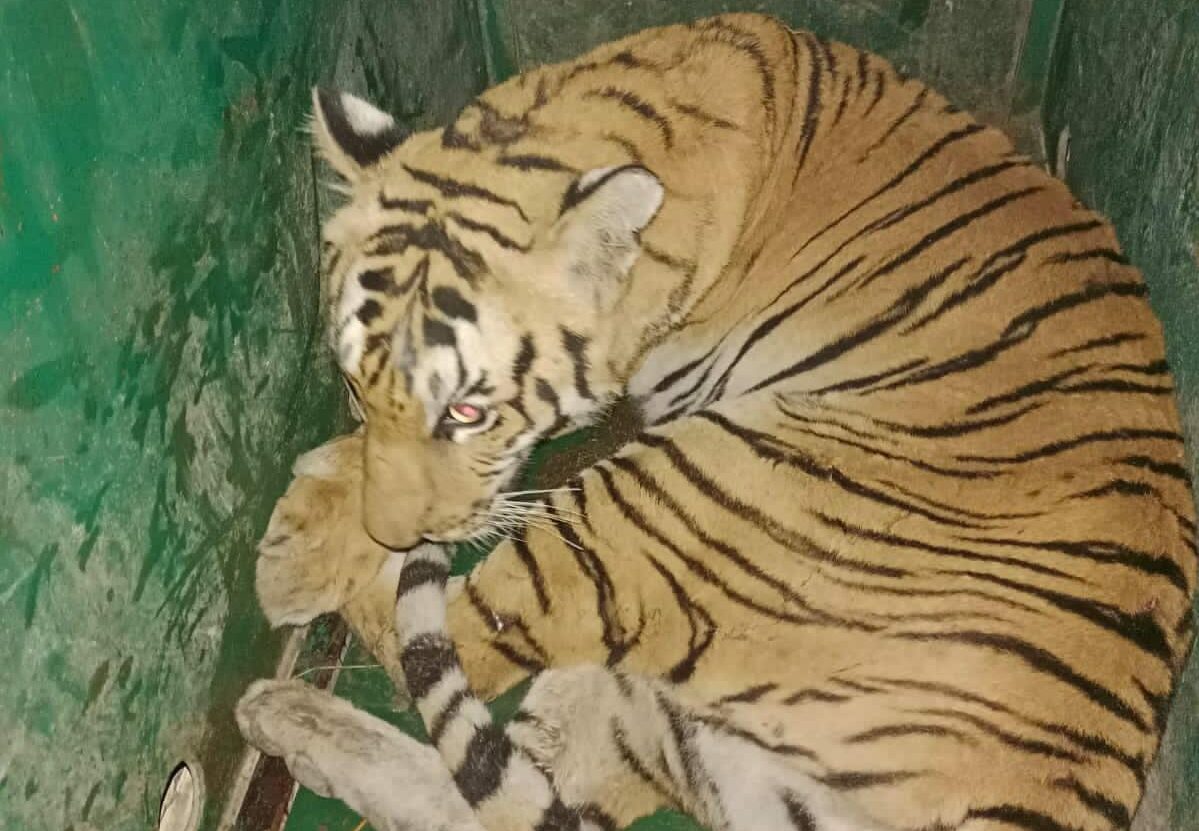 Body of man killed by wild animal found, tiger taken into control