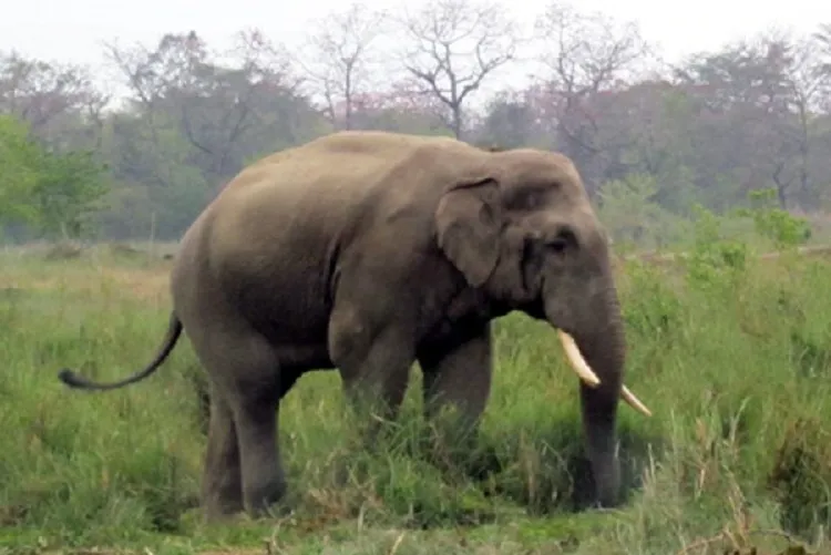 CNP prepares to fit radio collar on wild elephant ‘Dhruve’