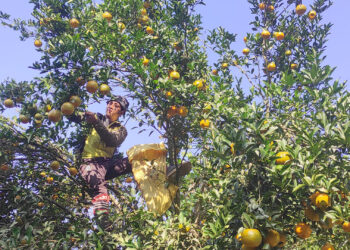 Lamjung witnesses decline in orange production