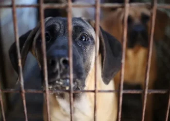 South Korea passes law banning dog meat trade