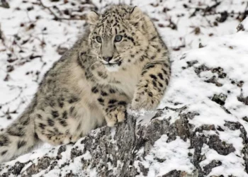 India snow leopards: First-ever survey puts population at 718