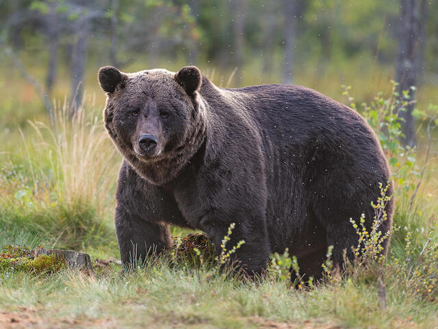 Two girls injured in bear attack