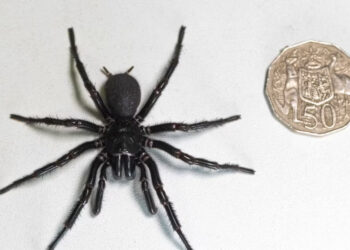 Largest male specimen of venomous spider found in Australia