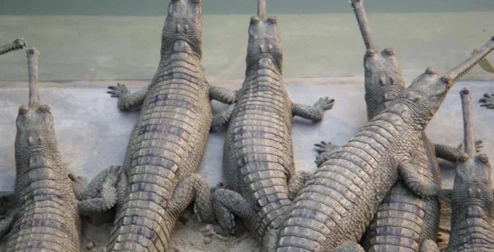 265 crocodiles and 3 dolphins found in Narayani and Rapti river
