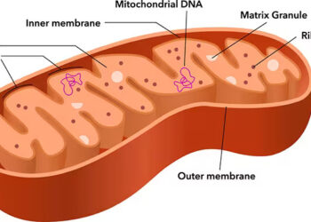 Research shows how obesity dismantles mitochondria