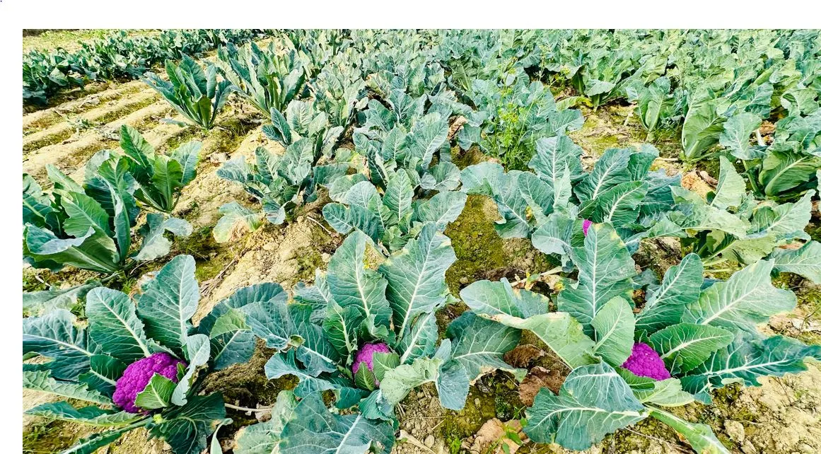 Farmer Ratan Sah cultivates vibrant cauliflowers in Siraha