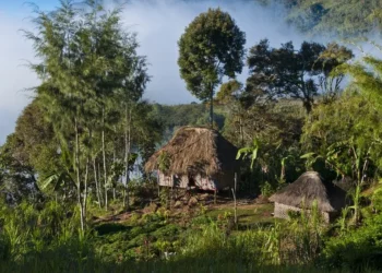 Papua New Guinea ambush: More than 60 shot dead in Highlands region