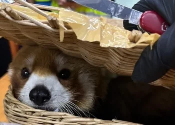 Red panda found in luggage at Bangkok airport