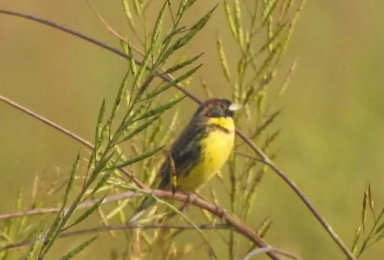 Rare Yellow-Breasted Bunting spotted in Shuklaphanta