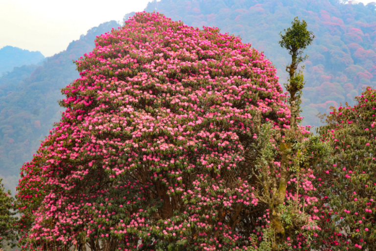 PHOTOS: Spectacular Rhododendron bloom in Ghodepani