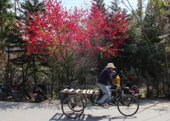 In Full Bloom: Kathmandu awakens to Spring’s splendor