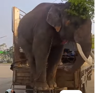 Video of elephants bound for Qatar is fake