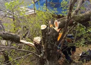 Four arrested for allegedly cutting Bodhichitta tree