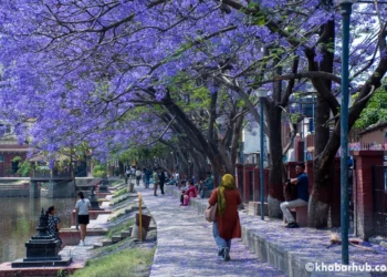 Kathmandu adorned with Jacaranda blossoms