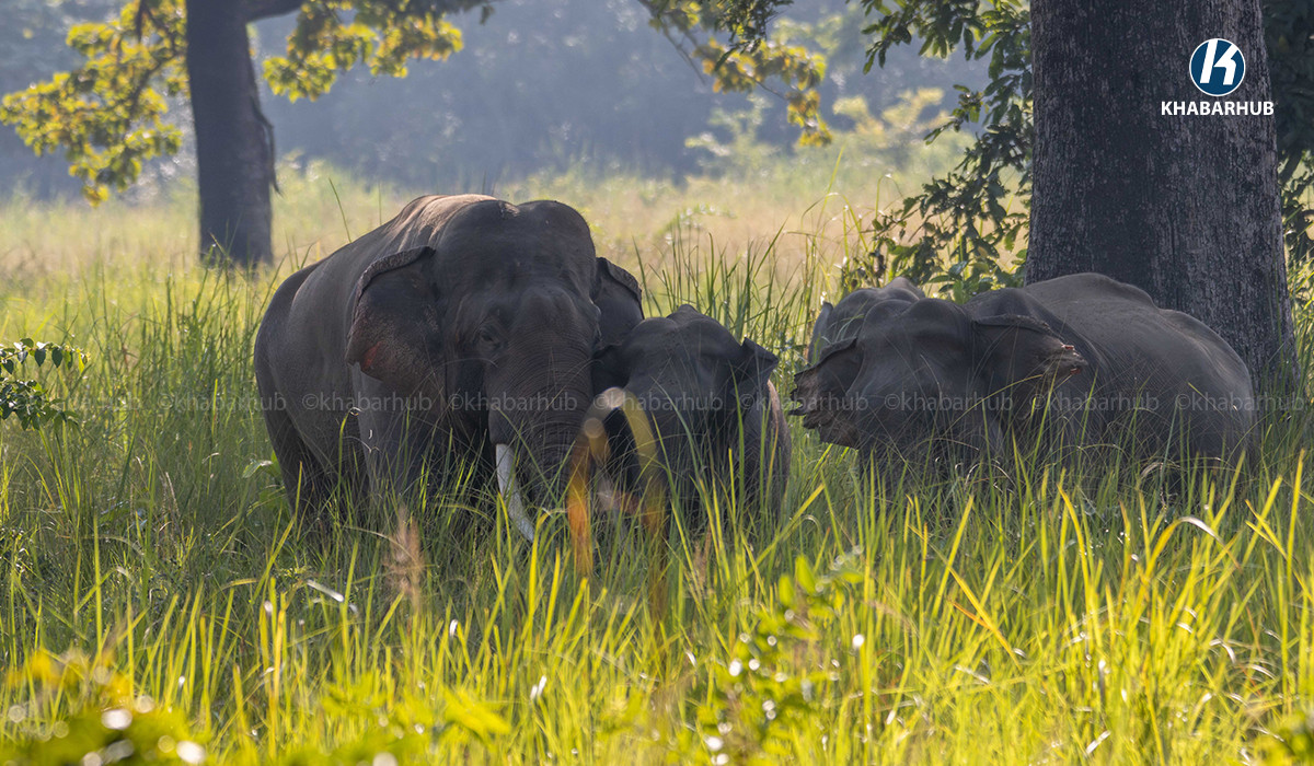 Nepal to send two elephant calves to Qatar