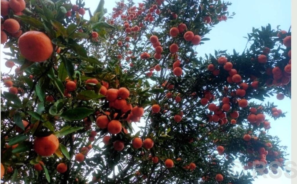 Orange farming transforms livelihoods of Bhojpur farmers