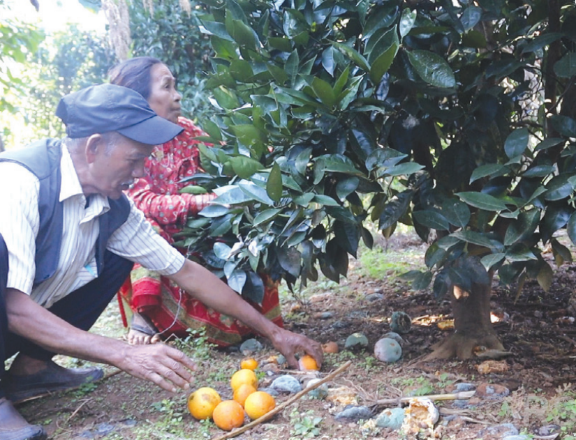 Farmers concerned as oranges get infested by insects in Lamidanda