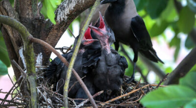 Crows behind spread of bird flu in Kathmandu Valley