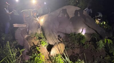 ‘Dhurbe’ elephant fitted with radio collar, released for GPS monitoring