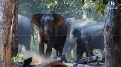 wild elephant